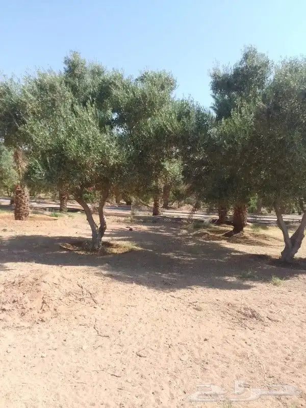 زيتون سدر طلح 1