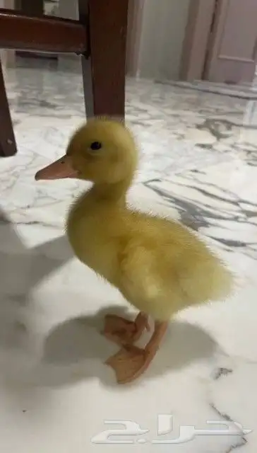 بط بكيني أليف العدد مفتوح 0