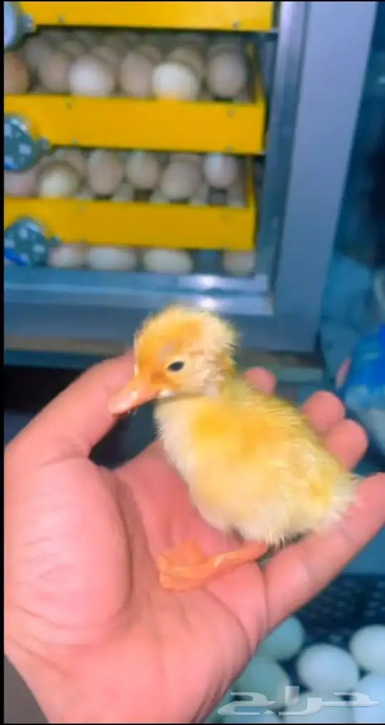 بط أليف كميه مفتوحه جميع الأعمار 1