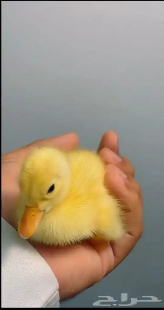 بط أليف كميه مفتوحه جميع الأعمار 3