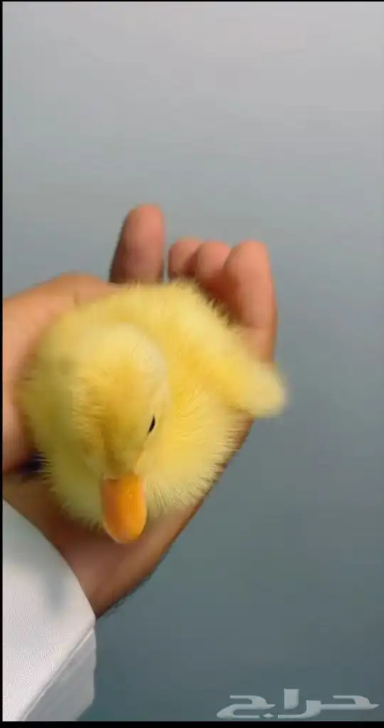 بط بكيني أليف العدد مفتوح 1