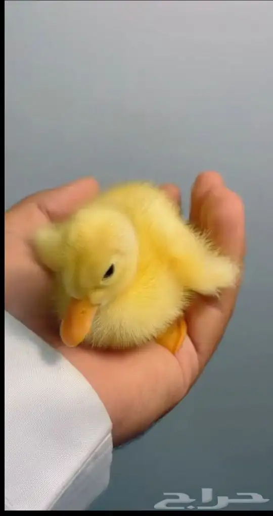 بط بكيني أليف العدد مفتوح 2