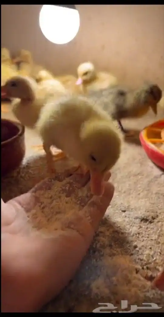 بط بكيني أليف العدد مفتوح 3