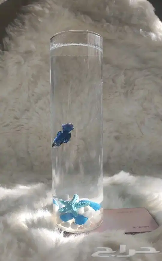 سمك الفايتر مع الحوض - لما تكون الهديه روح 0