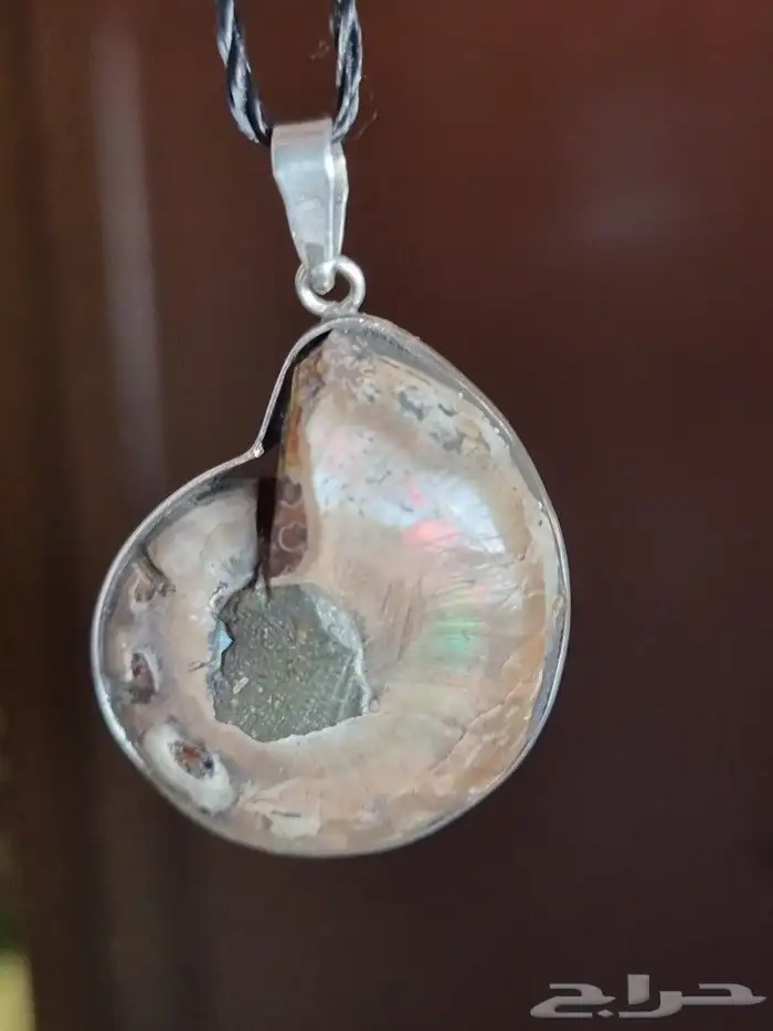 ammonite أمونايت 1