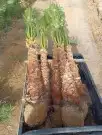 نخل اللبيع 9