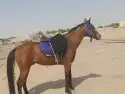 اجار خيول ورحول وحنطور 21