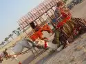 اجار خيول ورحول وحنطور 20
