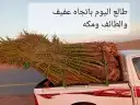نخل اللبيع 0
