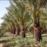 نخل اللبيع 3