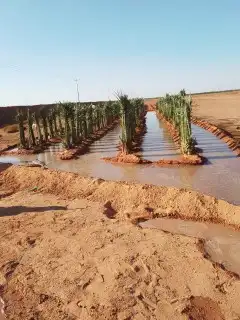 نخل اللبيع 1