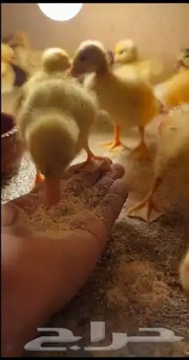 بط أليف 3