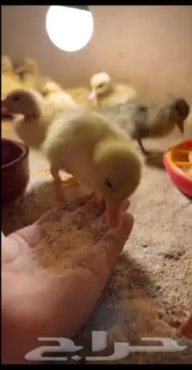 بط أليف 4