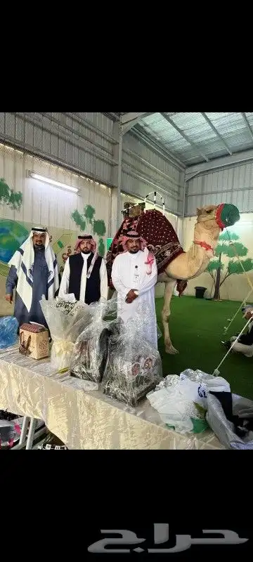 اجار خيول ورحول وحنطور 6
