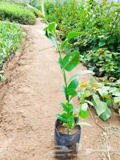 طاح نجدي قرض سدر سمر اثل بلدي رمان ليمون لبخ مورقا 1