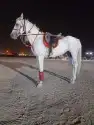اجار خيول ورحول وحنطور 17