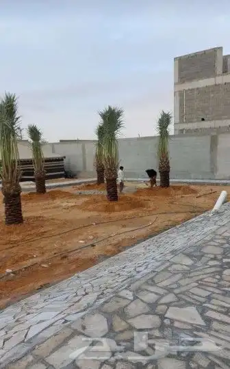 فسايل كبير وجميع انواع النخيل 6