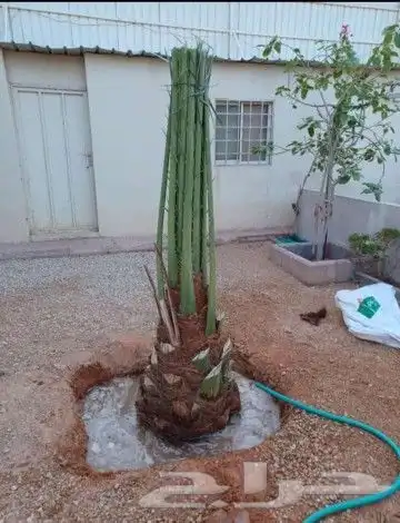 فسايل كبير وجميع انواع النخيل 3