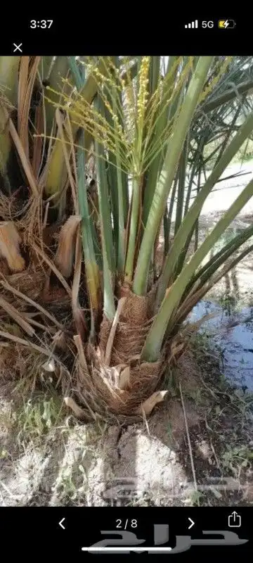 فسايل كبير وجميع انواع النخيل 1