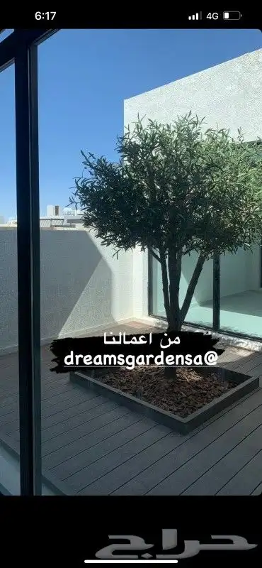 اشجار ليمون 4