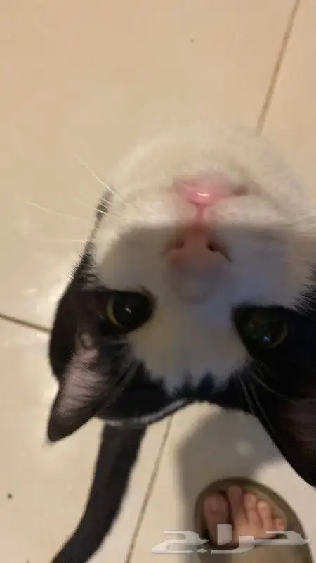 قط مفقود المدينة حي ابو مرخة ت6 3