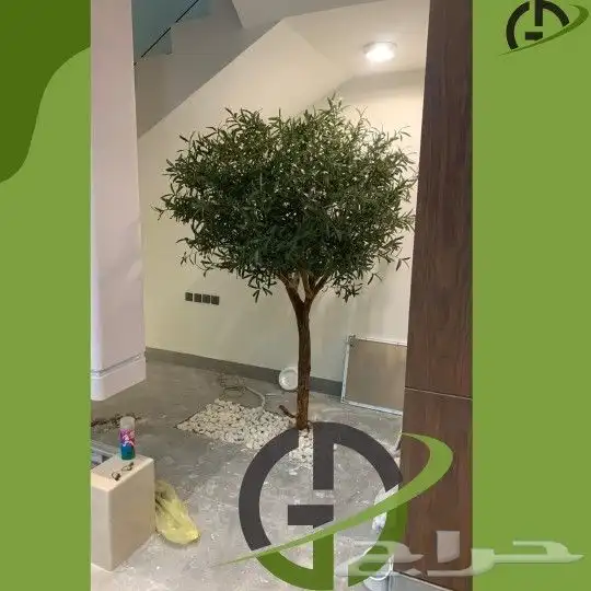 اشجار ليمون 2