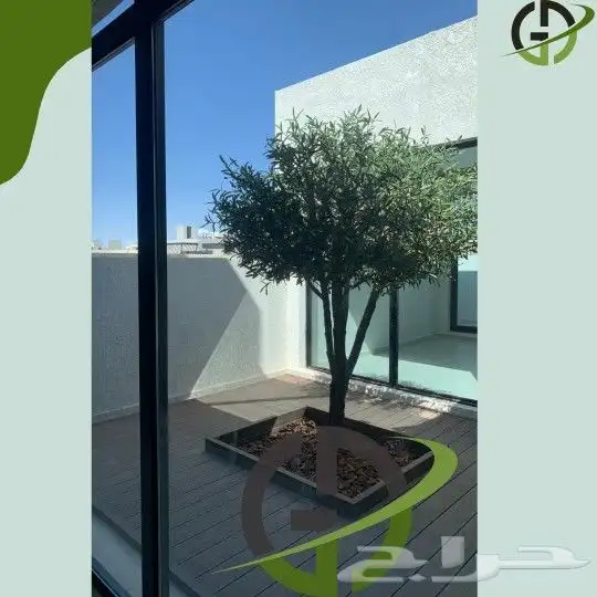 اشجار ليمون 1