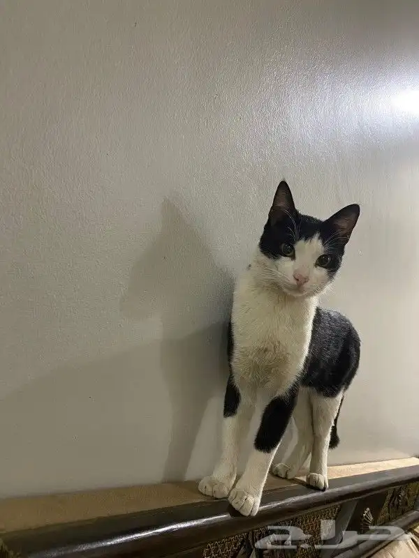 قط مفقود المدينة حي ابو مرخة ت6 0