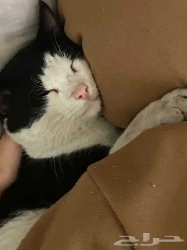 قط مفقود المدينة حي ابو مرخة ت6 2