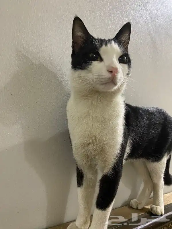 قط مفقود المدينة حي ابو مرخة ت6 4