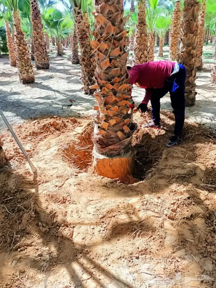 تنسيق حدائق عامه وتكسيات جداريه وعشب صناعي 5