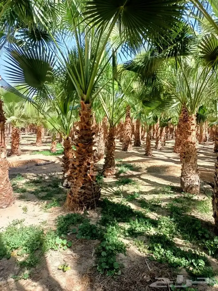 تنسيق حدائق عامه وتكسيات جداريه وعشب صناعي 7