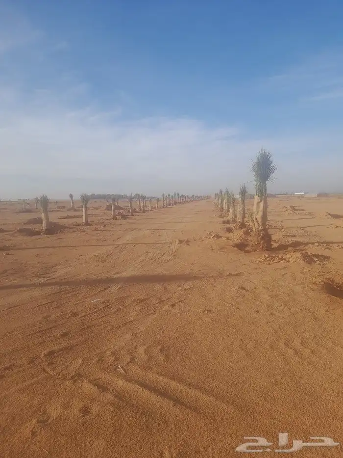 فسايل كبير وجميع انواع النخيل 0