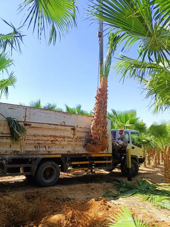 تنسيق حدائق عامه وتكسيات جداريه وعشب صناعي 8