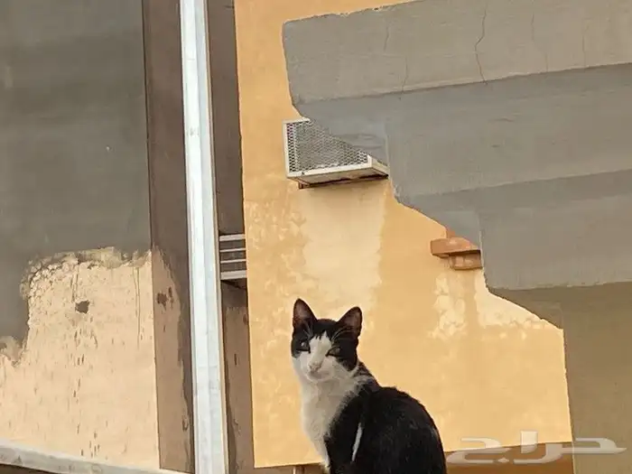 قط مفقود المدينة حي ابو مرخة ت6 1