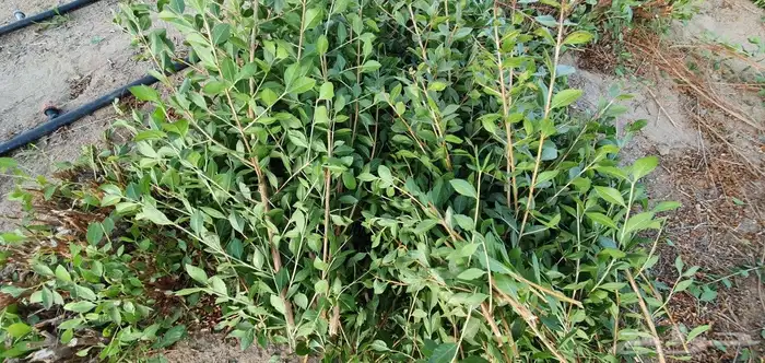 حناء عضوي من مزرعتنا بفضل الله 7