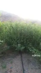 عرض حناء وسدر اليوم الوطني مخفض 6