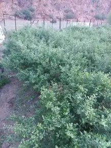 عرض حناء وسدر اليوم الوطني مخفض 5