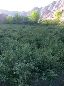 عرض حناء وسدر اليوم الوطني مخفض 4