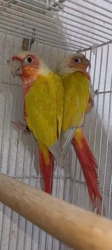 زوج كنيور صن شيك تم البيع 2