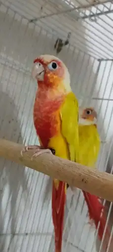 زوج كنيور صن شيك تم البيع 1