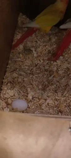 زوج كنيور صن شيك تم البيع 4