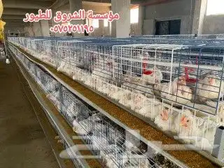 بطاريات دجاج لاحم 3
