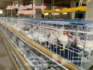بطاريات دجاج لاحم 2
