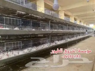 بطاريات دجاج لاحم 0