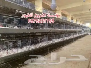 بطاريات دجاج لاحم 1