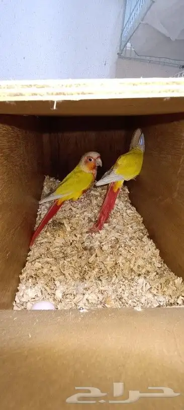 زوج كنيور صن شيك تم البيع 3