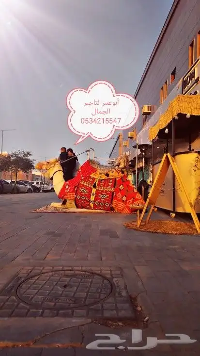 اجار جمل لمدرسه جمال للمناسبات والخيل والبوني والحنطور 2