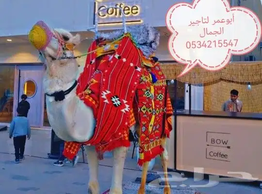 اجار جمل لمدرسه جمال للمناسبات والخيل والبوني والحنطور 0