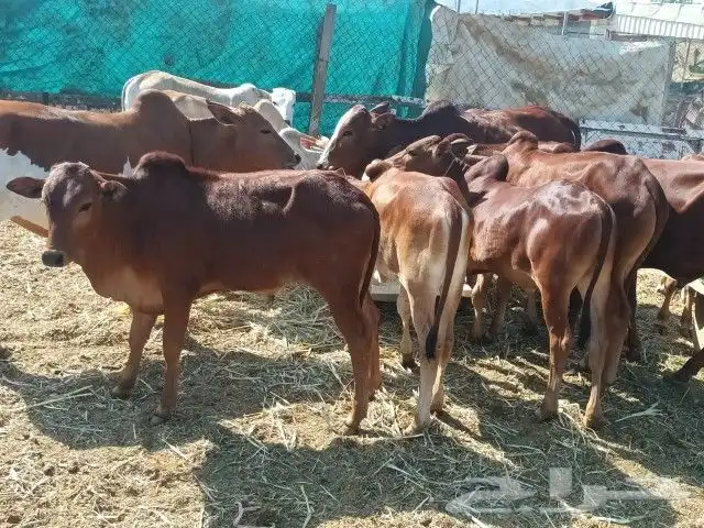 حسلان شي نظيف تب التب شحم ولحم ومقنى درجه اولى 8
